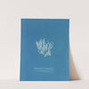 Nitophyllum laceratum ß uncinatum (1843-1853) by Anna Atkins