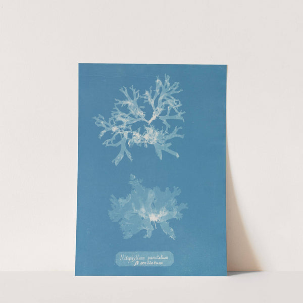 Nitophyllum punctatum ß ocellatum by Anna Atkins