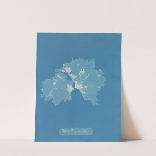 Nitophyllum ulvoideum by Anna Atkins