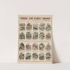 No. XV. Zoological by Marcius Willson