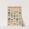 No. XVII. Zoological by Marcius Willson