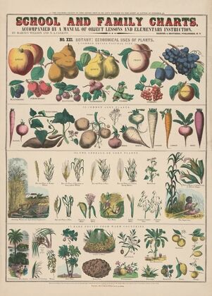 No. XXI. Botany