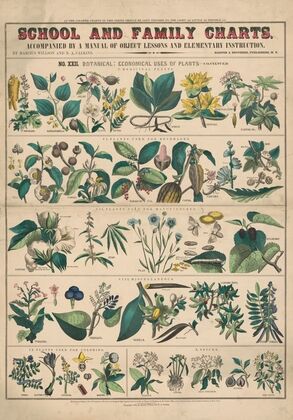 No. XXI. Botany