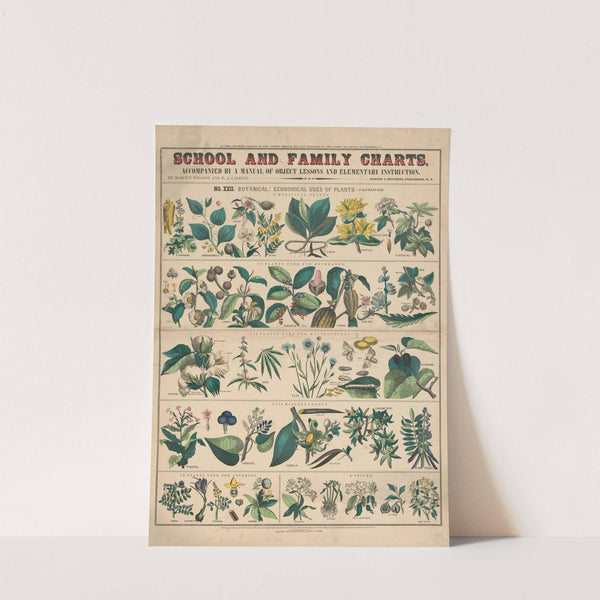 No. XXI. Botany by Marcius Willson