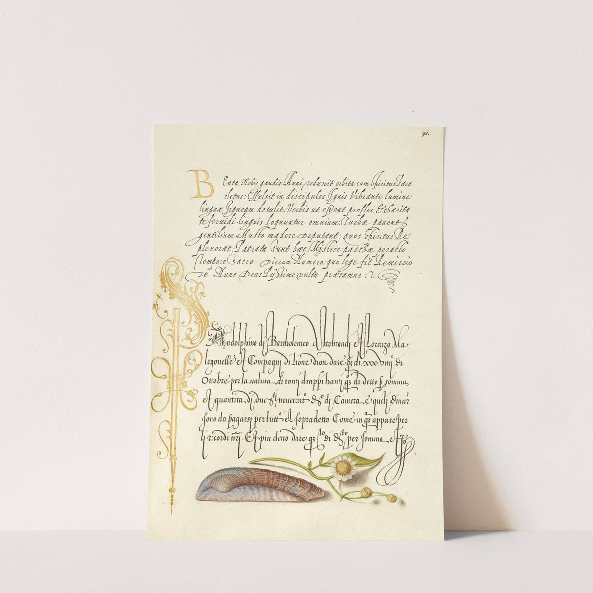 Noah’s Ark Shell and Sneezewort (1561–1596) by Joris Hoefnagel
