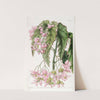 Noble-flowered Begonia by Sydenham Edwards