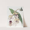 Noble Stanhopea by Sydenham Edwards