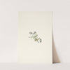 Nodding Campion. Lychnis apetala (1925) by Mary Vaux Walcott