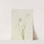 Nodding Onion (Allium cernuum) (1901) by Mary Vaux Walcott