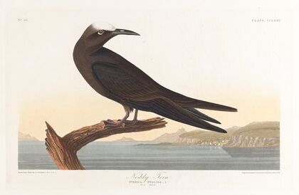 Noddy tern