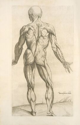 Nona musculorum tabula. [Rear view of the body muscles]