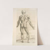 Nona musculorum tabula. [Rear view of the body muscles] by Thomas Geminus