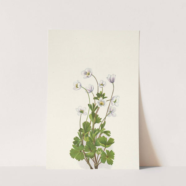 Northern Anemone. Anemone parviflora (1925) by Mary Vaux Walcott