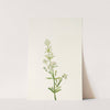 Northern Bedstraw. (Galium boreale) (1925) by Mary Vaux Walcott