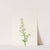 Northern Bedstraw. (Galium boreale) (1925) by Mary Vaux Walcott