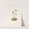 Northern Butterwort. Pinguicula vulgaris (1925) by Mary Vaux Walcott