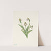 Northern Ladyslipper. Cypripedium passerinum (1925) by Mary Vaux Walcott