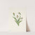 Northern Ladyslipper. Cypripedium passerinum (1925) by Mary Vaux Walcott