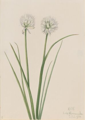 Arrowleaf Groundsel (Senecia triangularis) (1916)