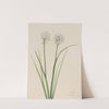 Northern Onion (Allium sibiricum) (1920) by Mary Vaux Walcott