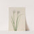 Northern Onion (Allium sibiricum) (1920) by Mary Vaux Walcott