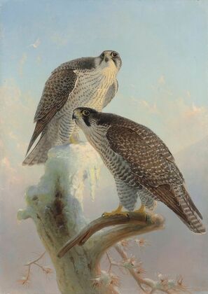 Norwegian gyrfalcon