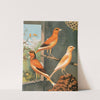 Norwich Canaries-Variegated Yellow,Clear Buff And Evenly-Marked Yellow by W. A . Blakston