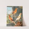 Norwich Canaries by W. A . Blakston