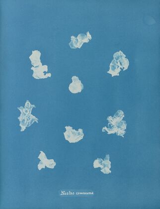 Nostoe commune