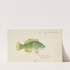 Notolabrus celidotus (NZ) : Wrasse (1875) by Frank Edward Clarke