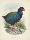 Notornis mantelli