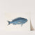 Novacula, The Blue Fish. by Mark Catesby