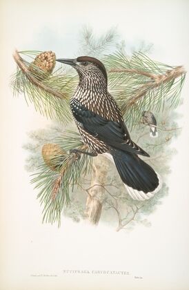 Nucifraga caryocatactes. Nutcracker. (1862-1873)