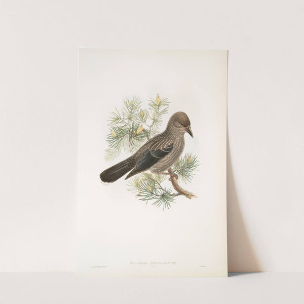Nucifraga caryocatactes. Young. Nutcracker. (1862-1873) by John Gould