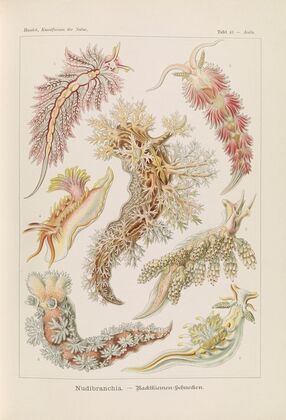 Nudibranchia. – Nacktkiemen-Schnecken