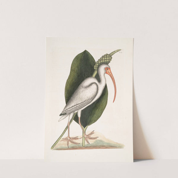 Numenius albus, The White Curlew. by Mark Catesby