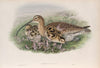 Numenius arquata. Curlew. (1862-1873)