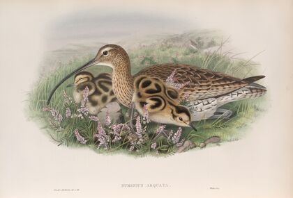 Numenius arquata. Curlew. (1862-1873)