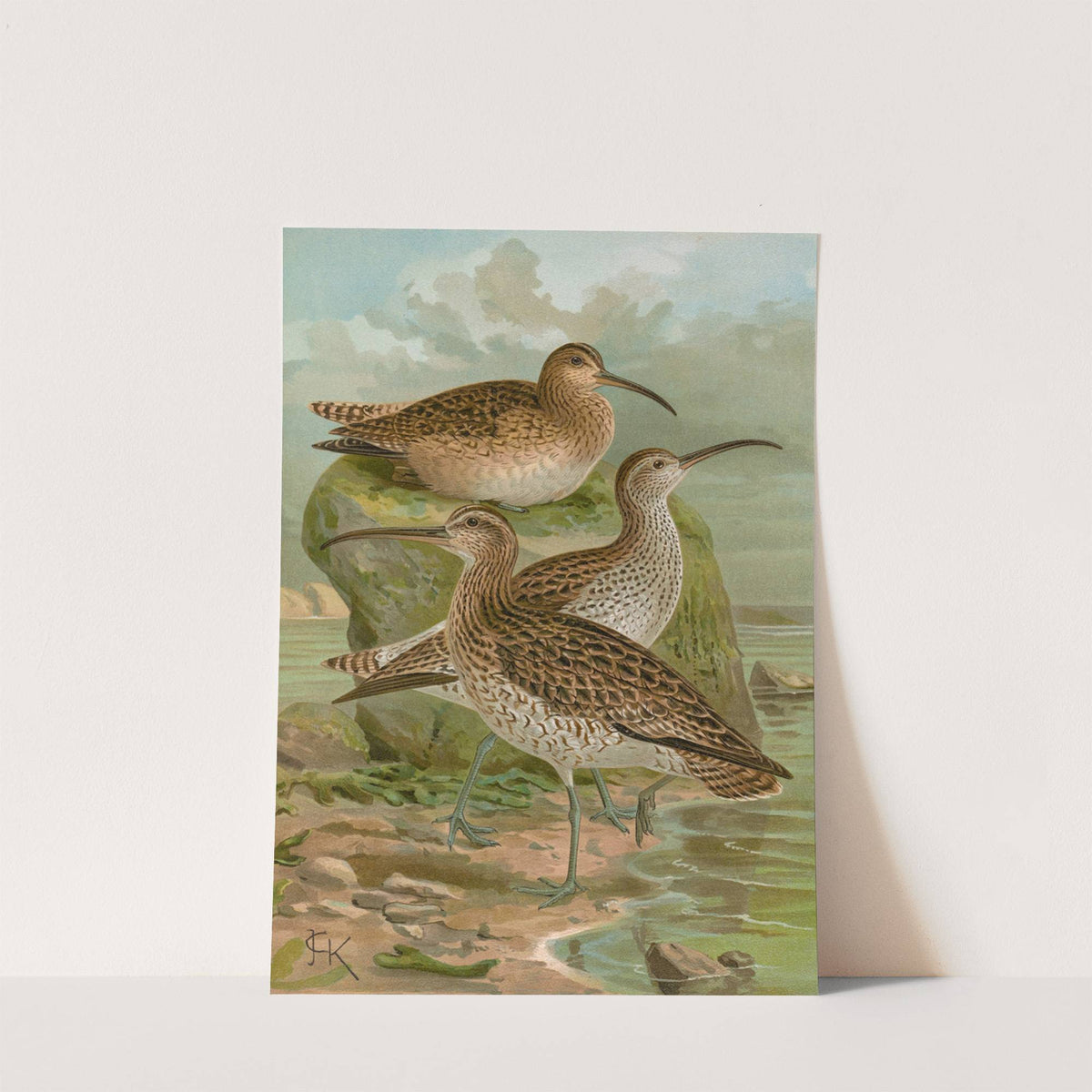 Numenius phaeopus, Numenius tenuirostris Vieill by Johann Friedrich Naumann