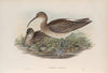 Numenius phæopus. Whimbrel. (1862-1873)