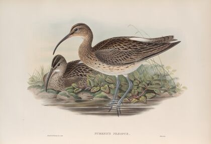 Numenius phæopus. Whimbrel. (1862-1873)