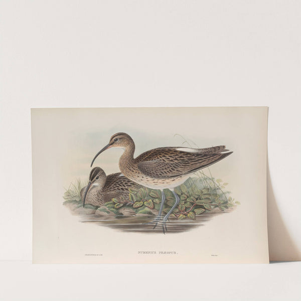 Numenius phæopus. Whimbrel. (1862-1873) by John Gould