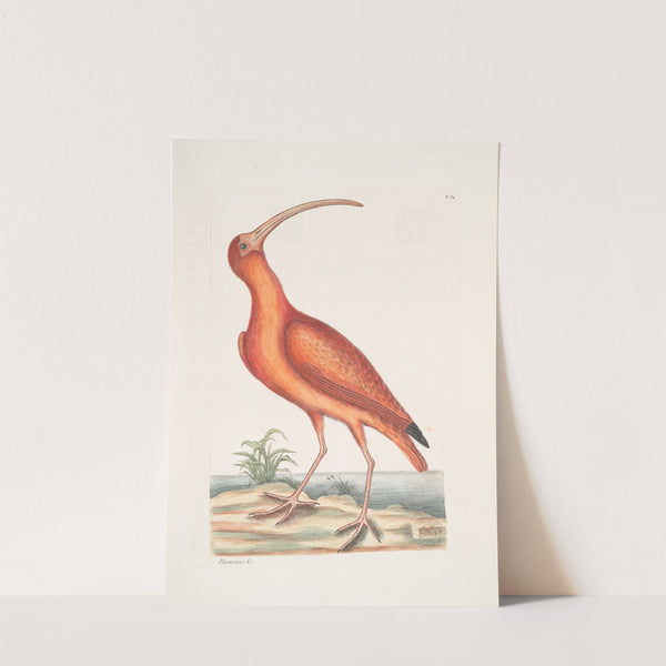Numenius ruber, The Red Curlew. by Mark Catesby