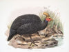 Numida coronata. (1872)