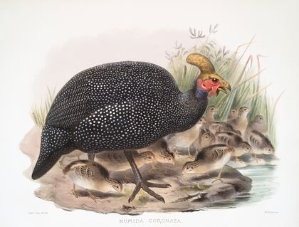Numida coronata. (1872)