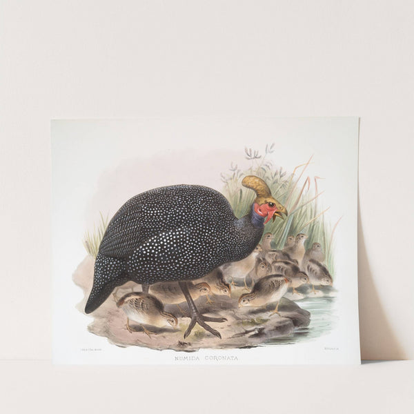 Numida coronata. (1872) by Joseph Smit