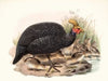 Numida coronata.