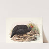 Numida coronata. by Joseph Smit