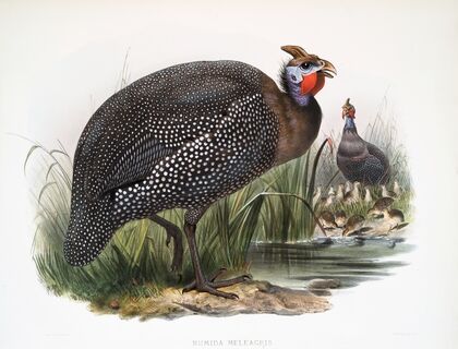 Numida meleagris. (1872)