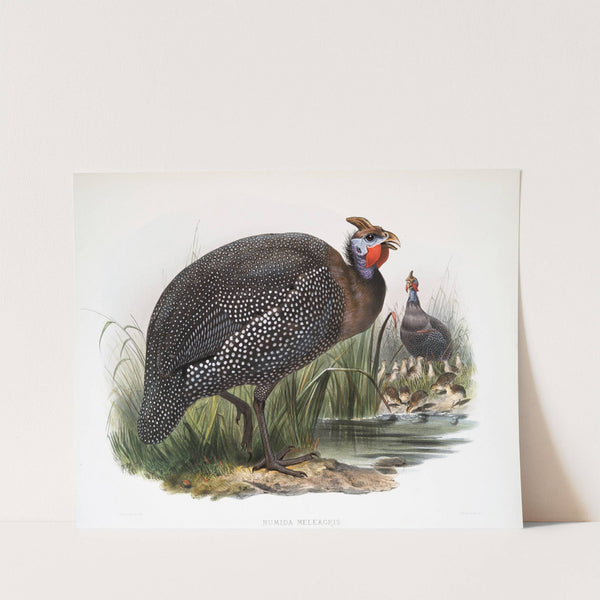 Numida meleagris. (1872) by Joseph Smit